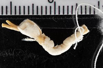 Media type: image;   Malacology 280238 Description: Digital documentation photo of preserved specimen.;